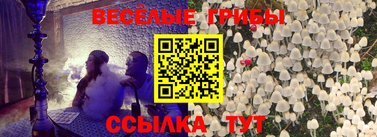 Псилоцибиновые грибы Psilocybe Чусовой